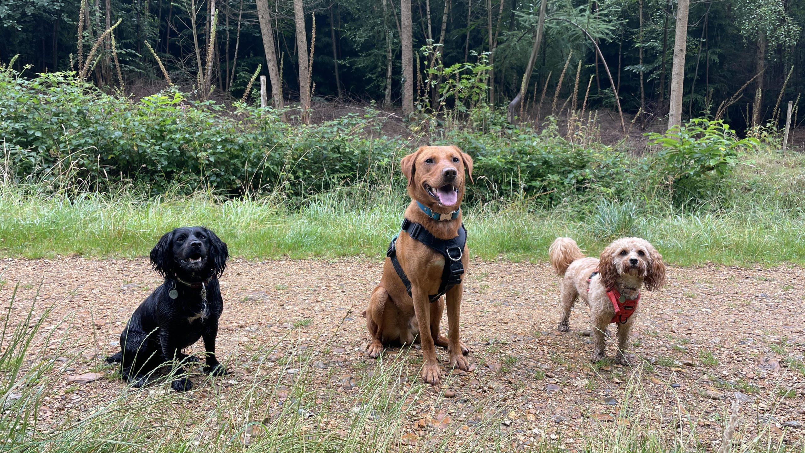 A dog enjoying Lucie's care