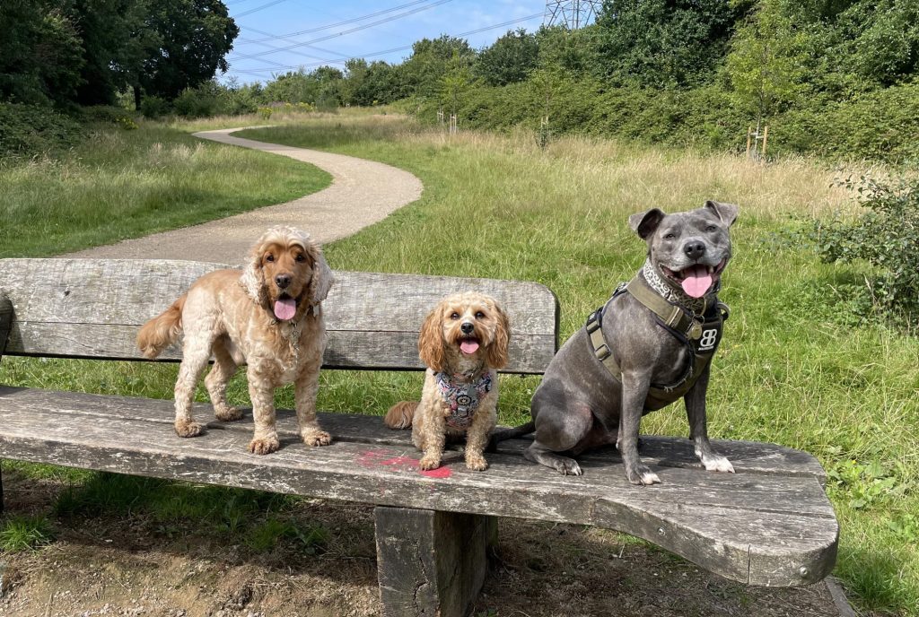 A dog enjoying Lucie's care