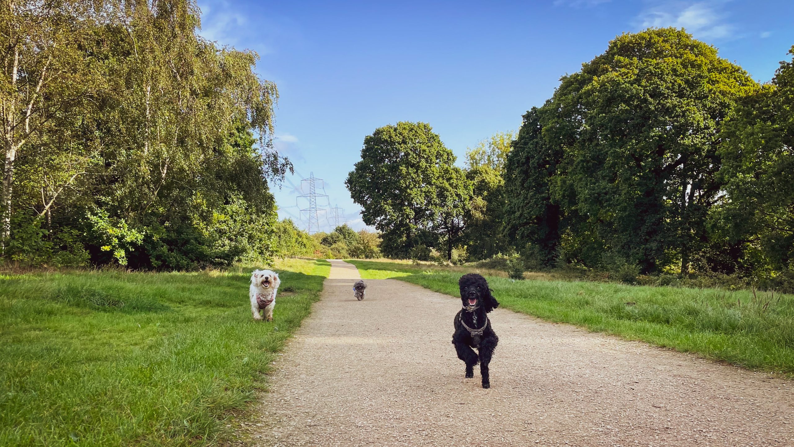 Three dogs run excitedly to the camera down a country path on a bright sunny day. 