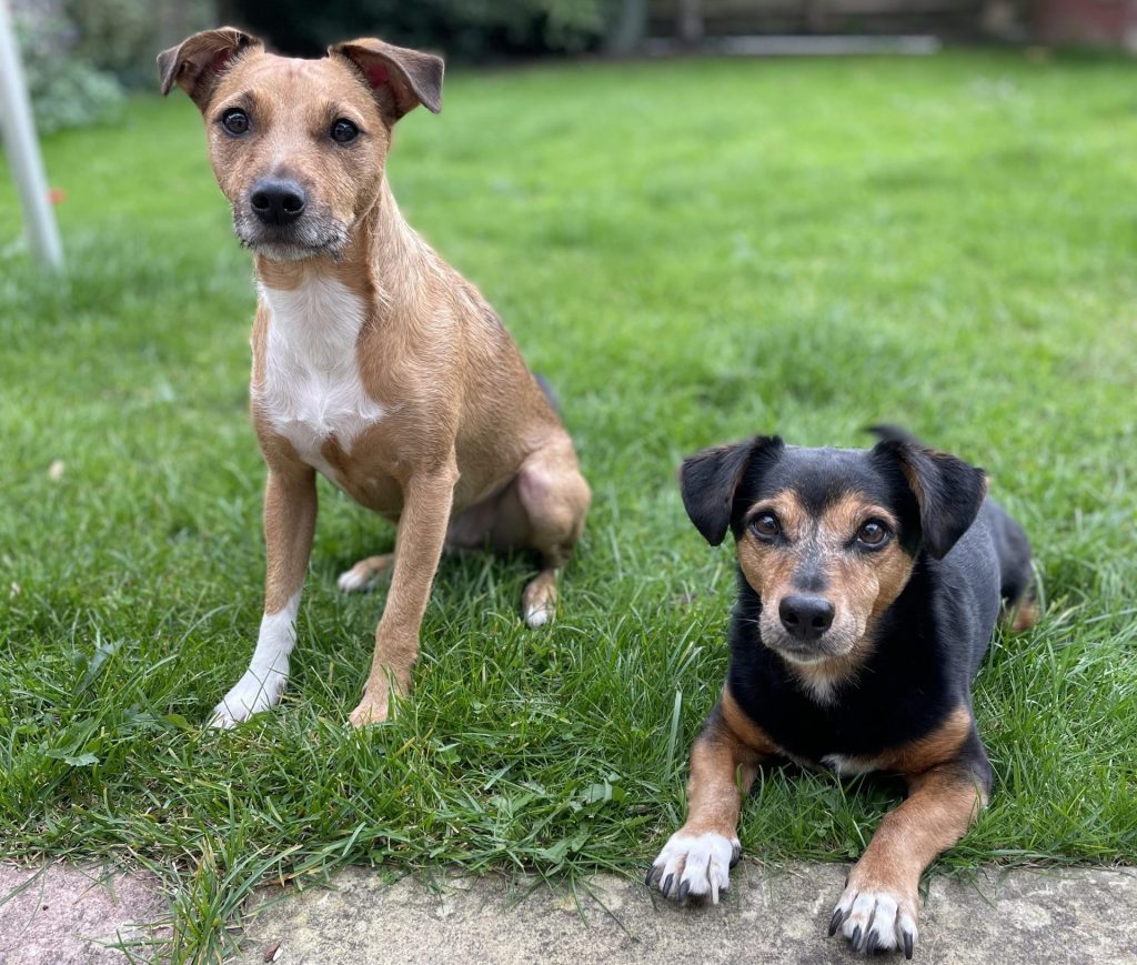 Two jack russel terriers sat in their back garden look intently at the camera  