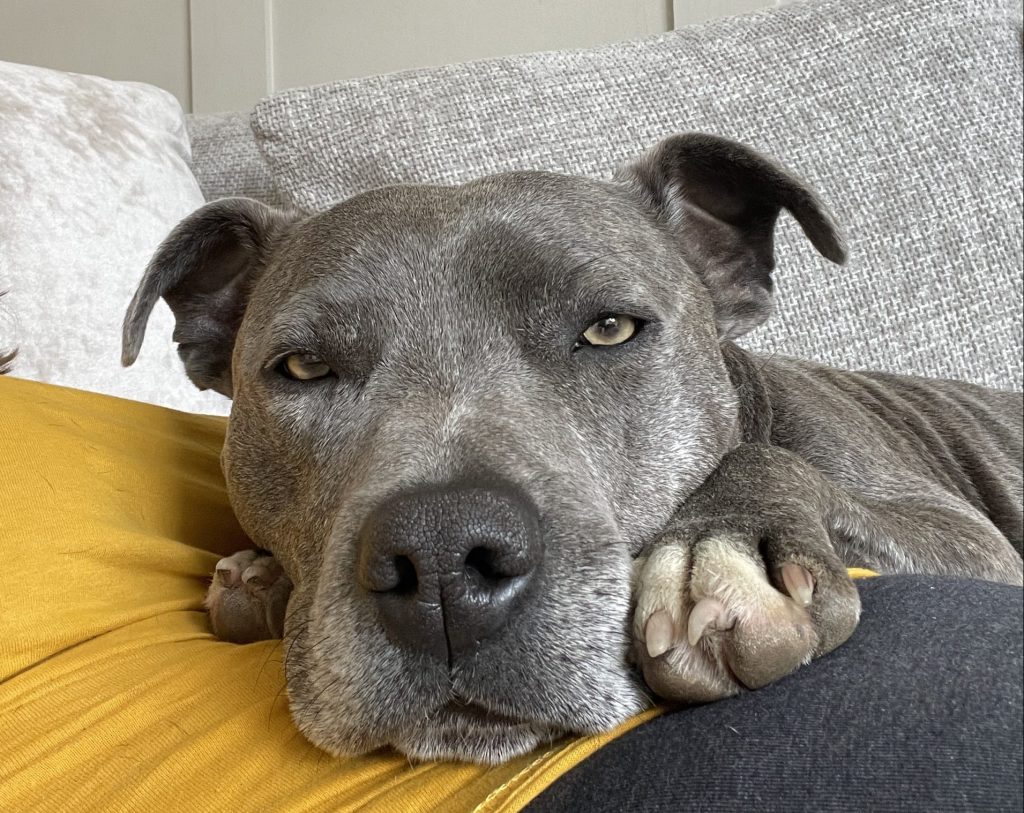 staffie cuddled up on sofa looks towards camera sleepily