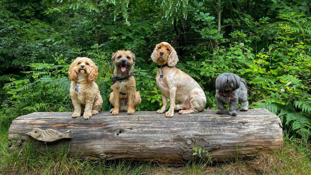 four dogs sit on a log alert and looking at the camera. A cavapooshon, a border terrier, a cocker spaniel, and a shih tsu. It is a bright sunny day and the dogs are cute